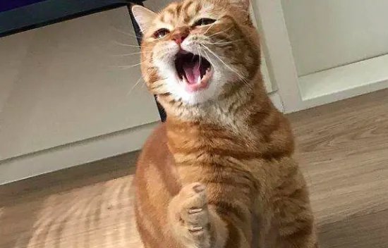动物园的猴子都会开锁了,你养过什么很聪明的小动物吗?