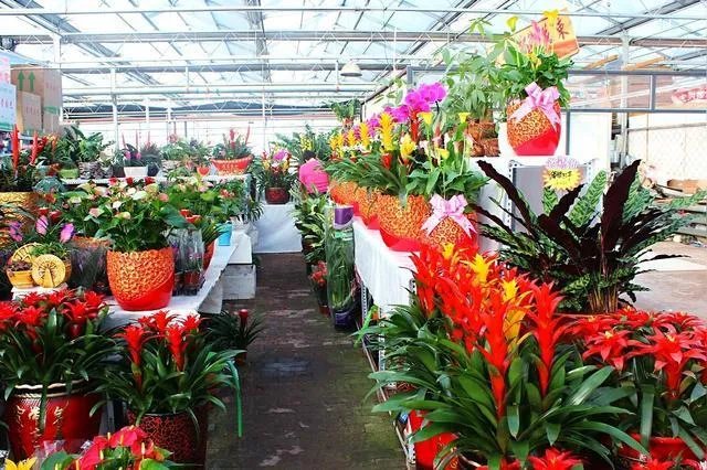 花卉批发一般去哪里呢?