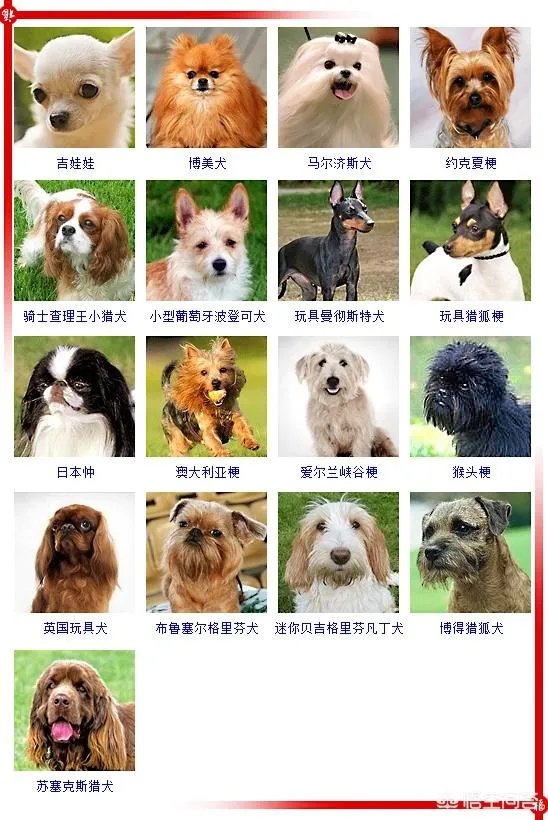 现存的狗狗有450多种,常见的有哪些呢?