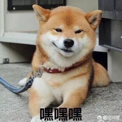 现存的狗狗有450多种,常见的有哪些呢?