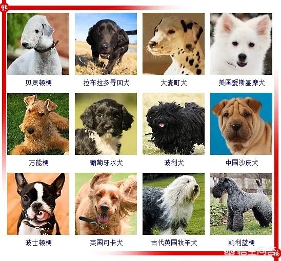 现存的狗狗有450多种,常见的有哪些呢?