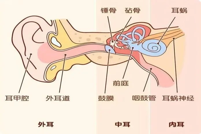 耳朵外部结构图与名称