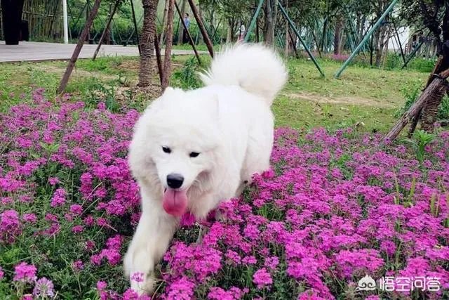 现存的狗狗有450多种,常见的有哪些呢?