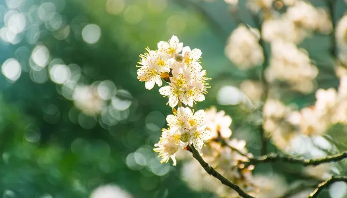 2021赵县梨花节什么时候