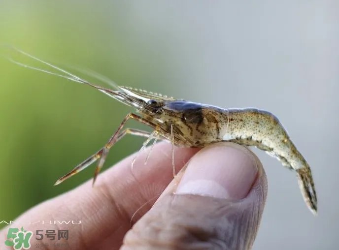 河虾可以养殖吗?河虾怎么养才不会死?