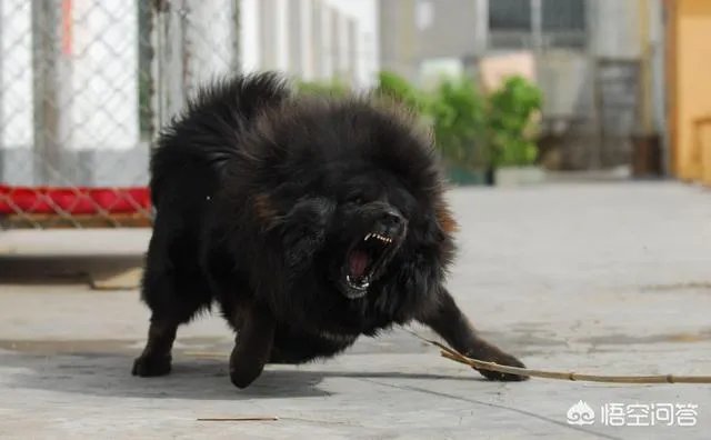 三只经过训练的藏獒与一只成年野生老虎打架谁赢?