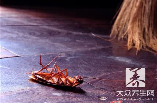 苏打粉加白糖杀蟑螂