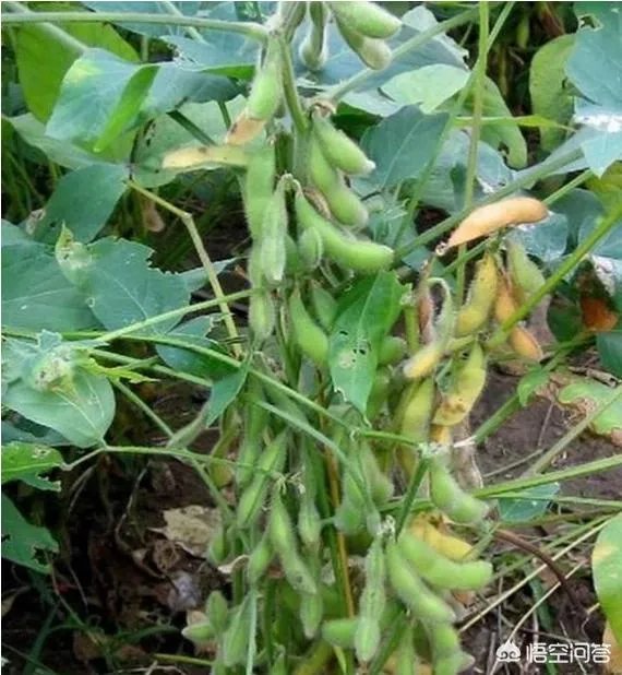 煮毛豆怎么做？