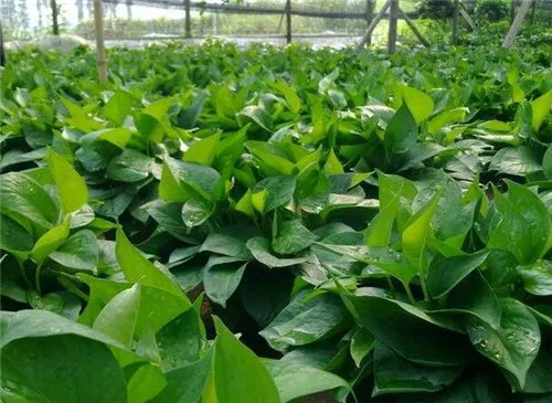 室内盆栽植物大全 五种适宜室内栽种的植物