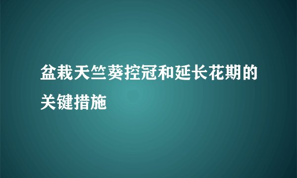 盆栽天竺葵控冠和延长花期的关键措施