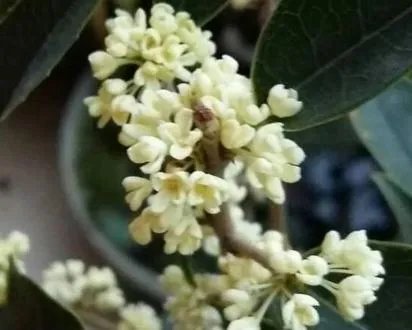 桂花现在移植好吗？