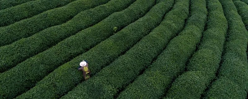 普洱茶生茶熟茶区别 普洱茶生茶熟茶有什么区别