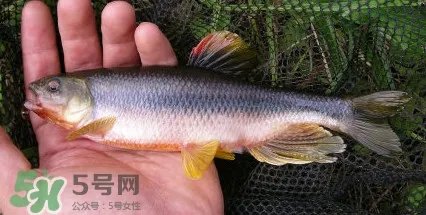 马口鱼是海鱼吗？马口鱼是什么鱼