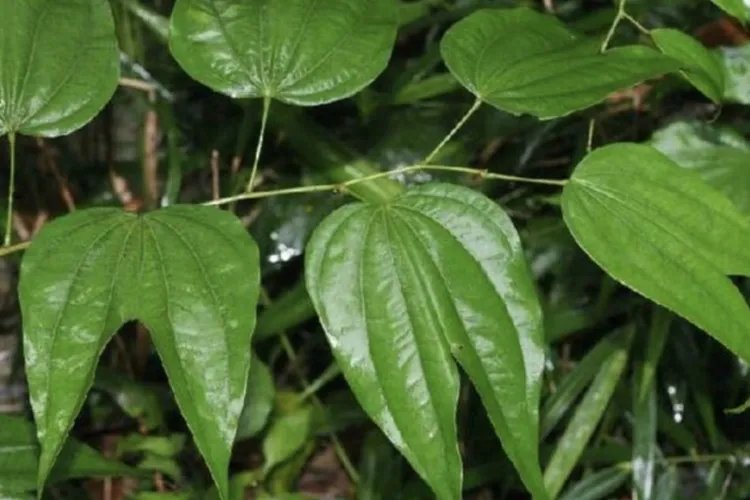入骨丹草药图片