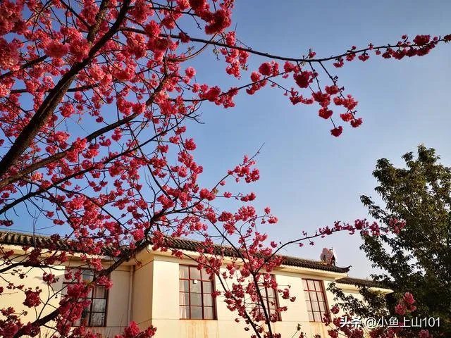 大理大学的樱花真的很多吗?好看吗?