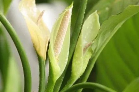 万年青开花吗?