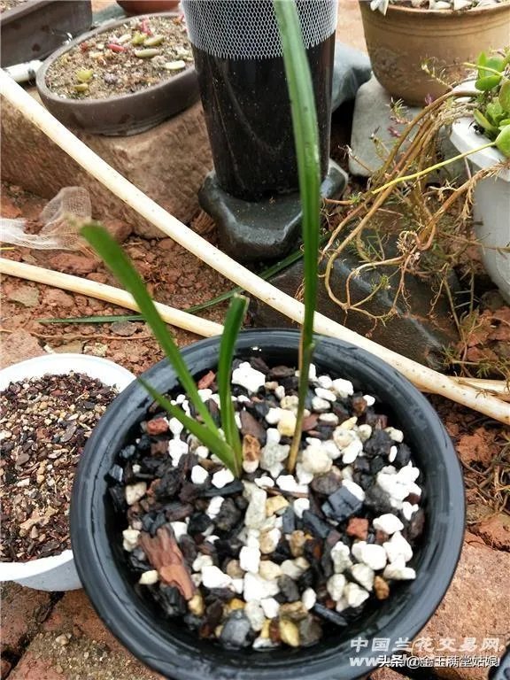怎样才能找到兰花龙蛋?