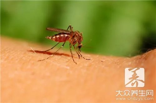 最有效的11种驱蚊方法