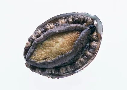 鲍鱼图片