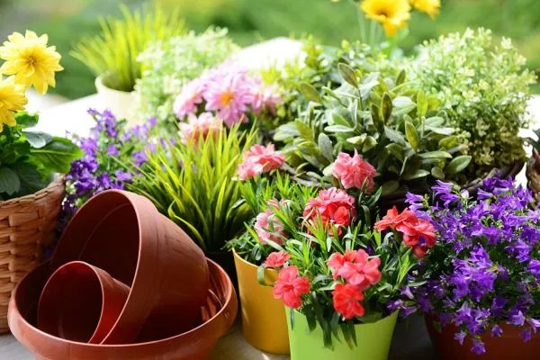 这10种花寓意幸福团圆，过年过节家里一定要种！