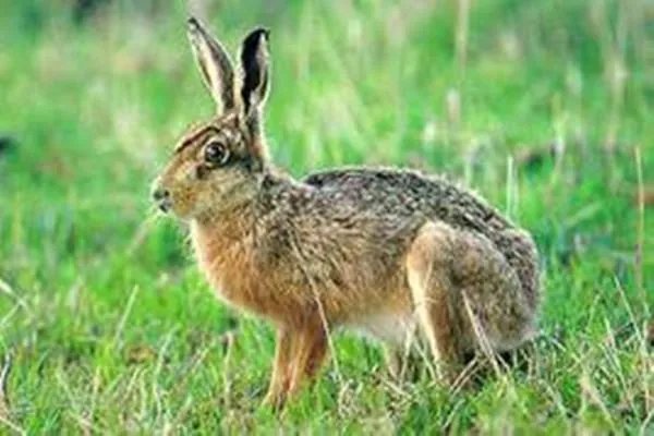 45种野生动物年底前停止养殖,有哪种动物你觉得不应限制养殖?