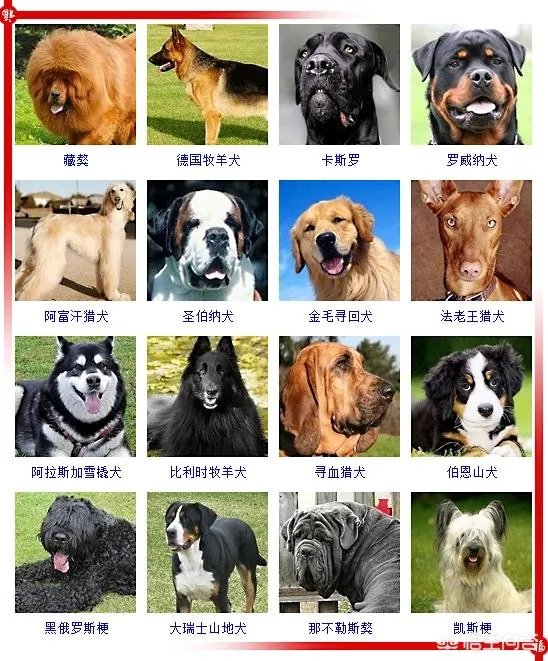现存的狗狗有450多种,常见的有哪些呢?