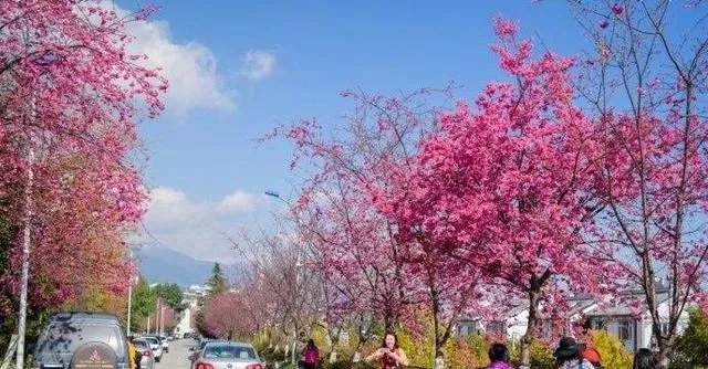 大理大学的樱花真的很多吗?好看吗?
