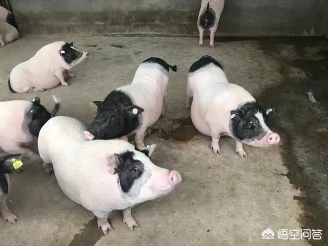 如何鉴别正宗的巴马香猪?