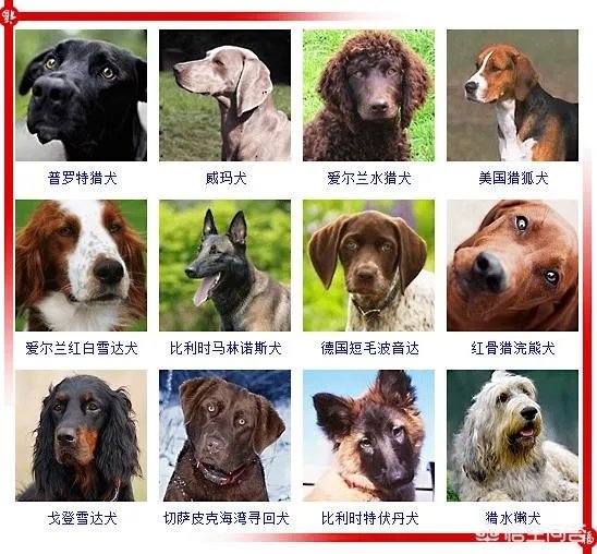 现存的狗狗有450多种,常见的有哪些呢?