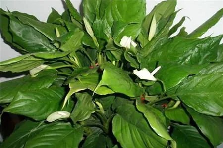 万年青开花吗?