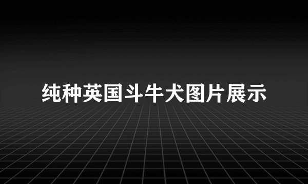 纯种英国斗牛犬图片展示