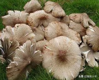 鸡枞与白毒伞的区别是什么?