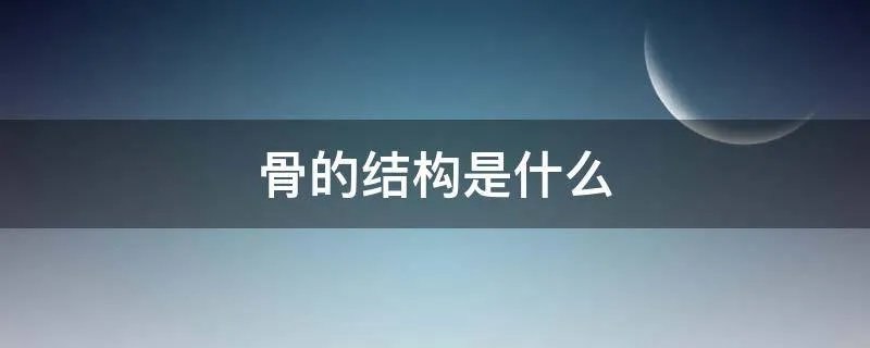 骨的结构是什么