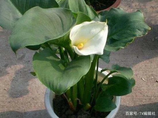 马蹄莲有毒吗?马蹄莲适合室内养吗?