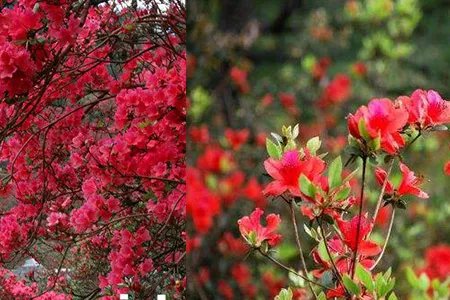 杜鹃花什么时候开