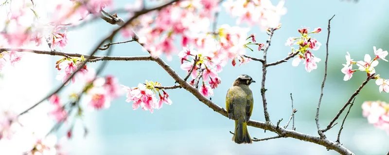 描写风景的成语 描写风景的成语有哪些