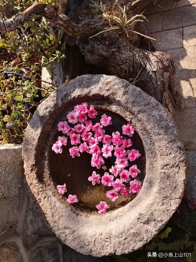 大理大学的樱花真的很多吗?好看吗?