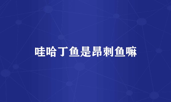 哇哈丁鱼是昂刺鱼嘛