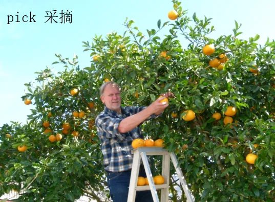 pick是什么意思