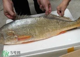 金钱鳘可以人工养殖吗？黄唇鱼为什么难养殖