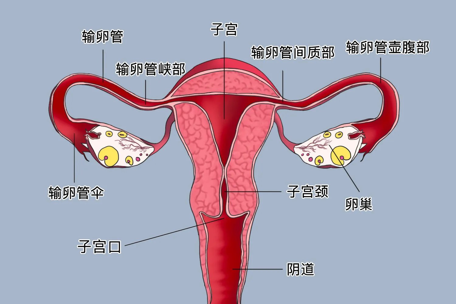 宫口是指什么部位图片