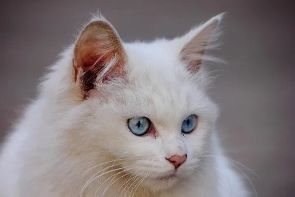 白色毛蓝眼睛的猫是什么品种?
