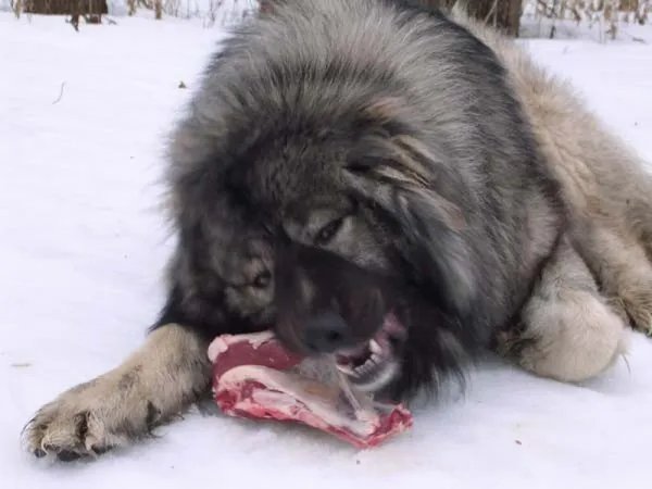 巨型高加索犬图片