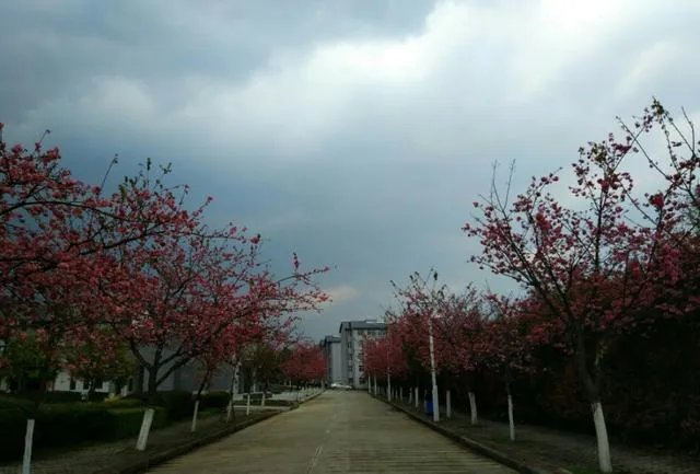 大理大学的樱花真的很多吗?好看吗?