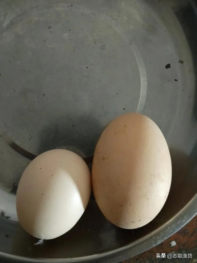 鸡为什么会下双黄蛋?