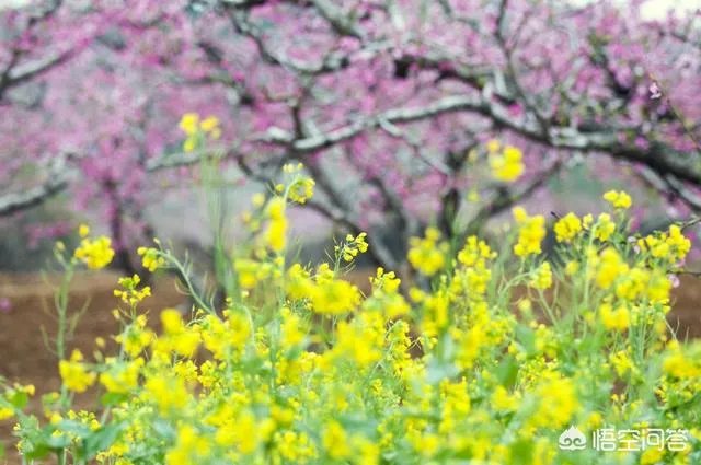 蒋大为唱的那首《在那桃花盛开的地方》,到底是哪个地方?