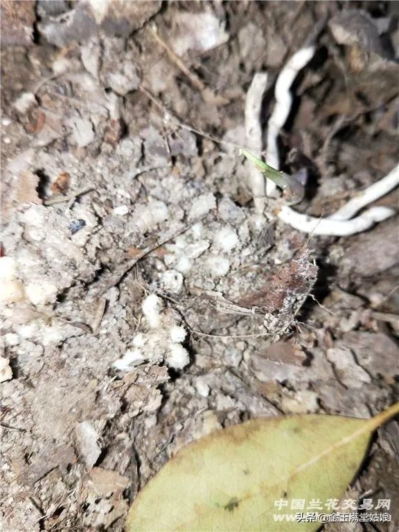 怎样才能找到兰花龙蛋?
