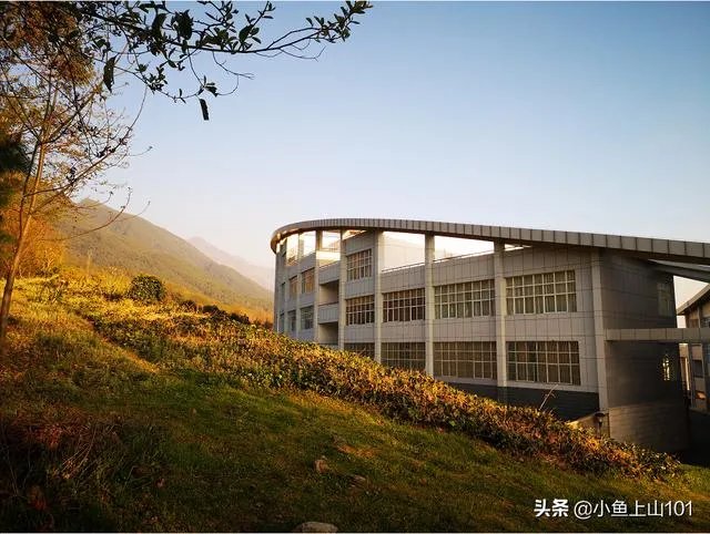 大理大学的樱花真的很多吗?好看吗?