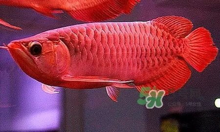 锦鲤有什么寓意?锦鲤代表什么意思