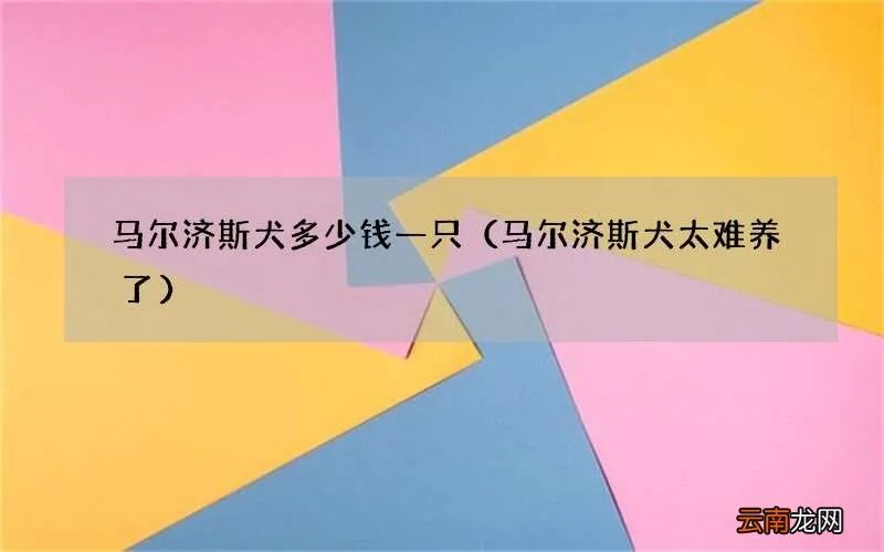 马尔济斯犬太难养了 马尔济斯犬多少钱一只
